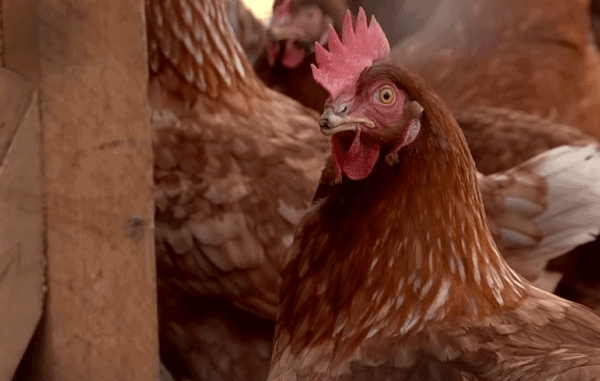 que animales atacan a las gallinas y se las comen