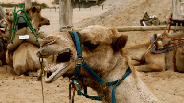 Camello bostezando