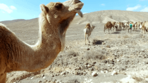 que animales hay en el desierto